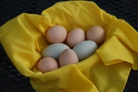 Eggs